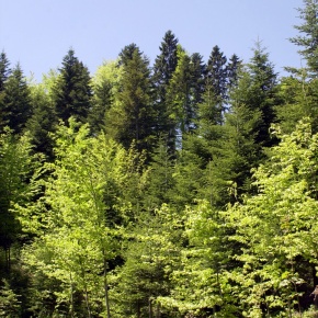 Révisions pour les diplômes liés aux métiers de la forêt