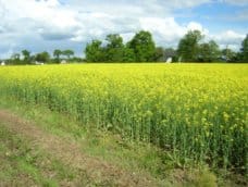 Les controverses des biocarburants