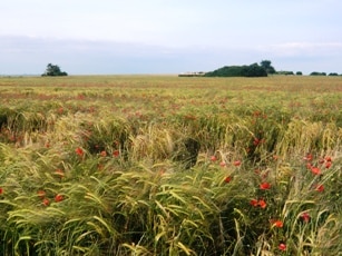 Agriculture