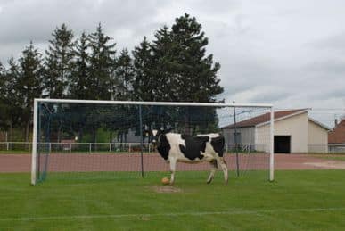 Quand le boeuf se transforme en cheval