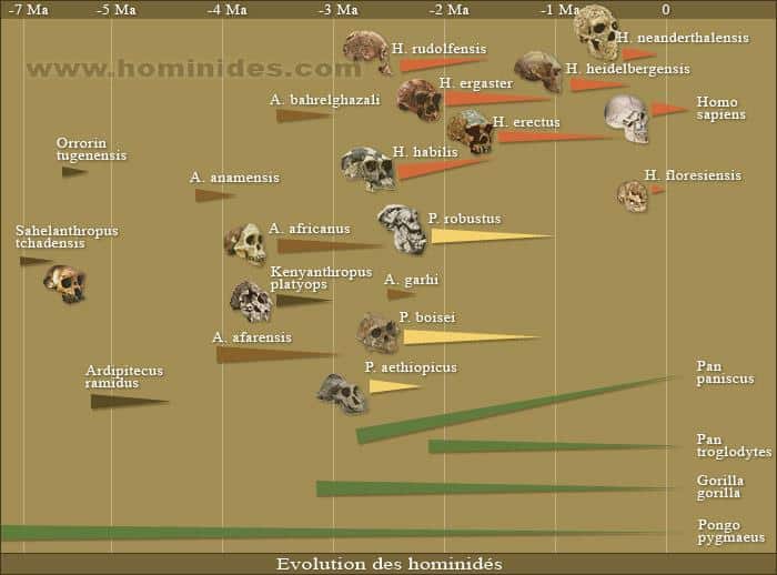 La chronique de Lyonel Kaufmann : Didactica Prehistorica, quelle préhistoire à l’école ?