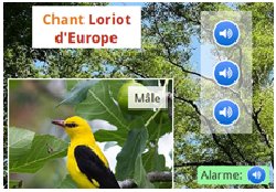 Apprenez le chant des oiseaux avec le blog du collège de Barbezieux