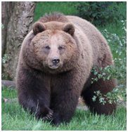 Anglais : Au secours au National Park