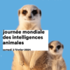 Une image contenant mammifère, suricate, texte, museau Description générée automatiquement