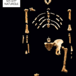 Il y a 50 ans on découvrait l’australopithèque Lucy