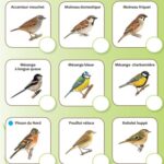 Recensement annuel des oiseaux des jardins